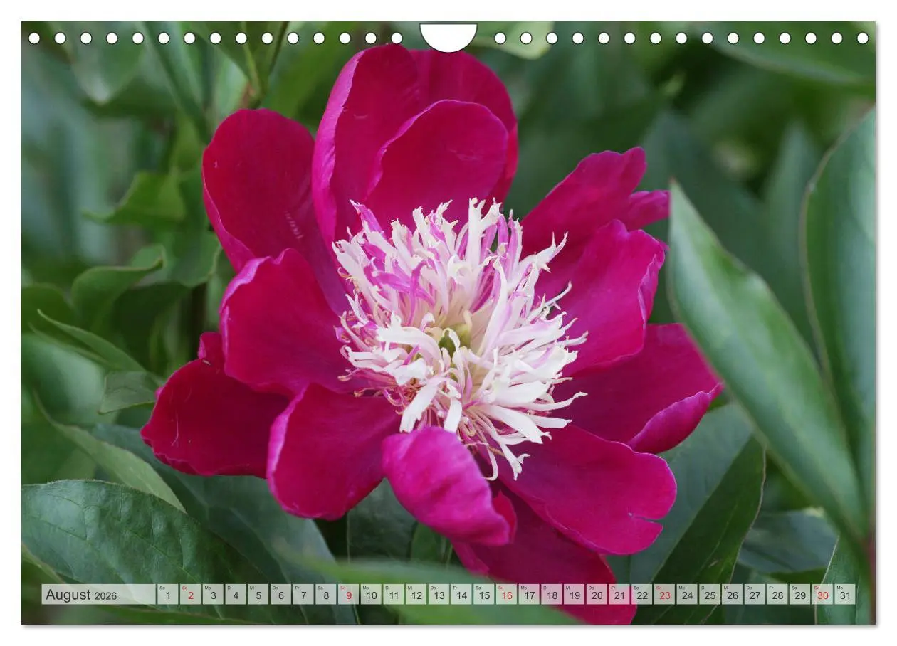 Bild: 9783457932001 | PFINGSTROSEN Rosen ohne Dornen (Wandkalender 2026 DIN A4 quer),...