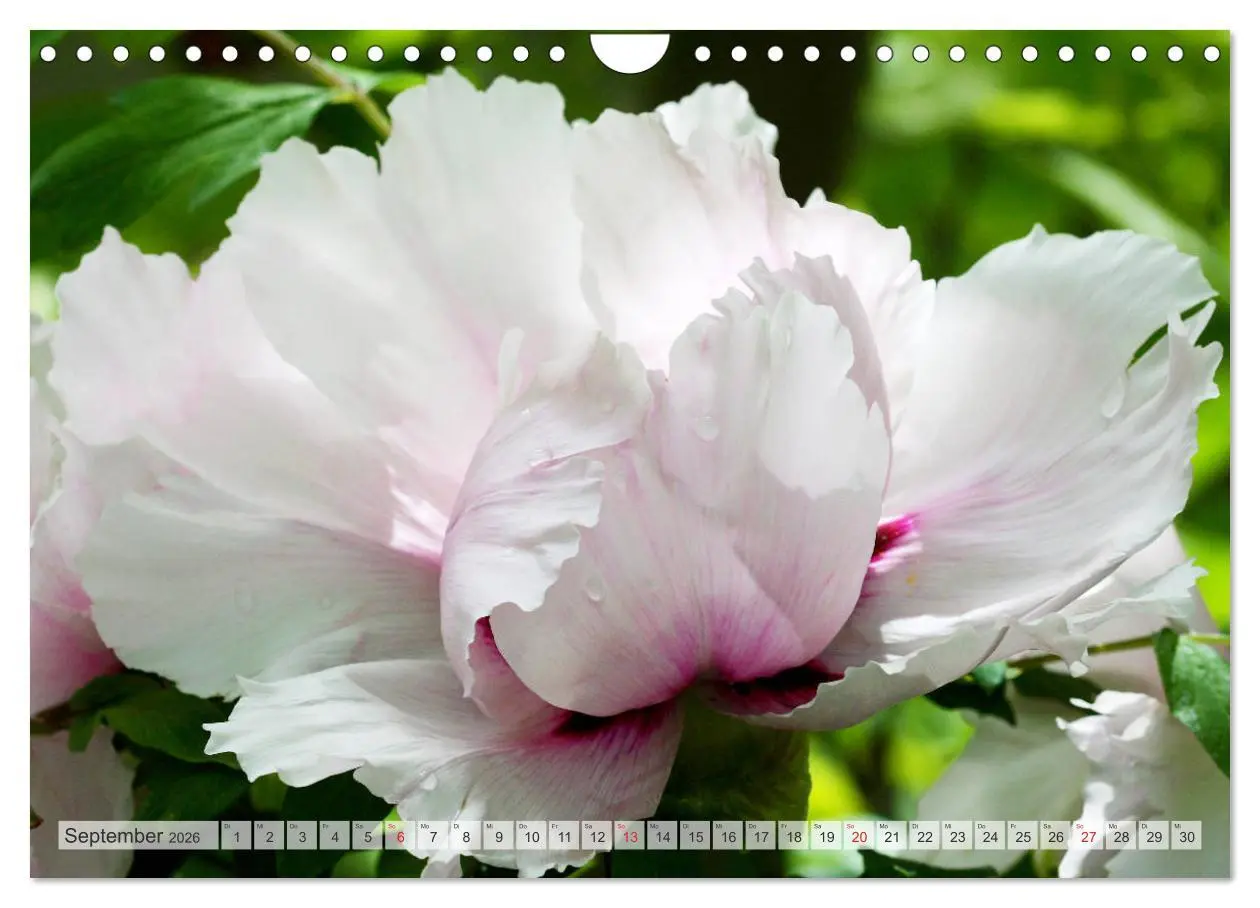 Bild: 9783457932001 | PFINGSTROSEN Rosen ohne Dornen (Wandkalender 2026 DIN A4 quer),...
