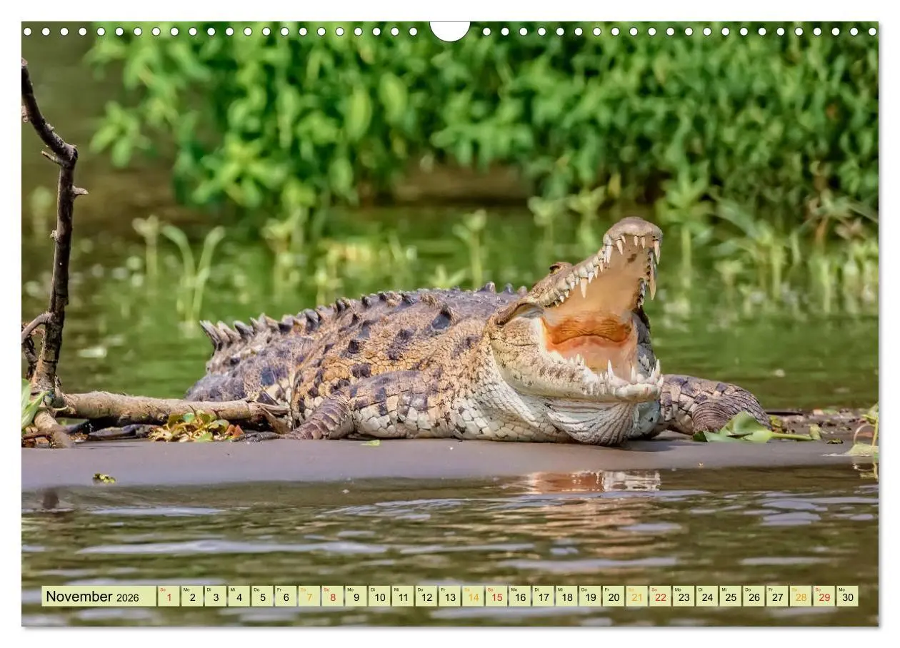 Bild: 9783457852101 | Urzeitreptilien - Krokodil (Wandkalender 2026 DIN A3 quer),...