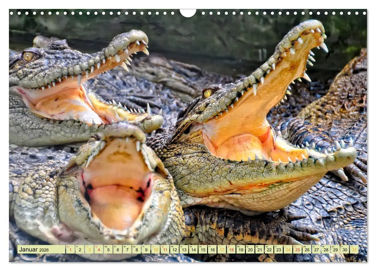 Bild: 9783457852101 | Urzeitreptilien - Krokodil (Wandkalender 2026 DIN A3 quer),...