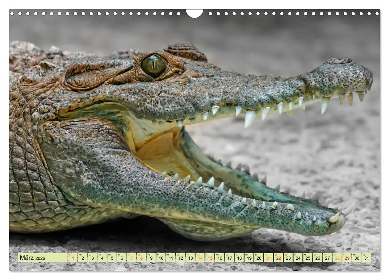 Bild: 9783457852101 | Urzeitreptilien - Krokodil (Wandkalender 2026 DIN A3 quer),...