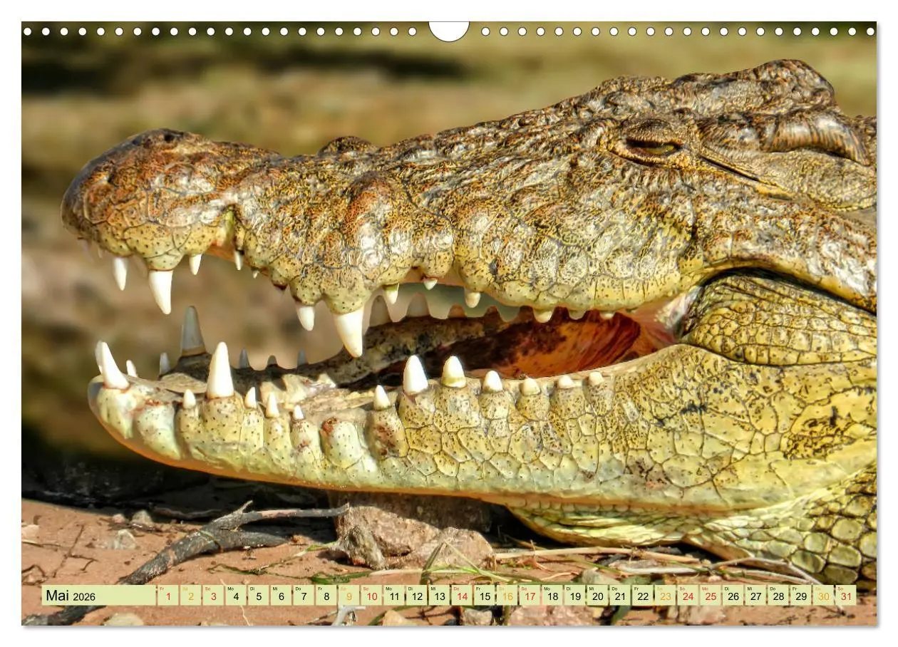 Bild: 9783457852101 | Urzeitreptilien - Krokodil (Wandkalender 2026 DIN A3 quer),...