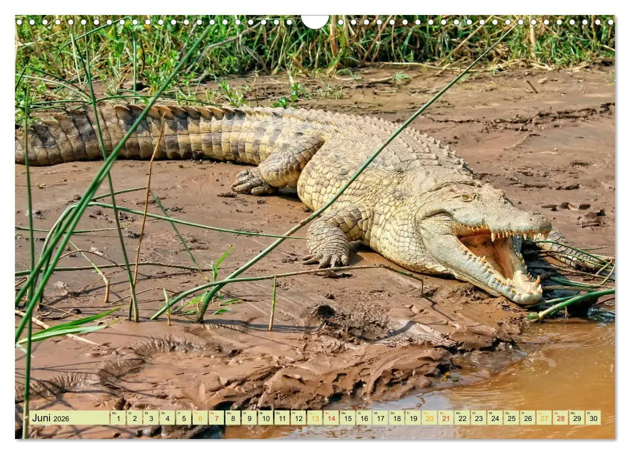 Bild: 9783457852101 | Urzeitreptilien - Krokodil (Wandkalender 2026 DIN A3 quer),...
