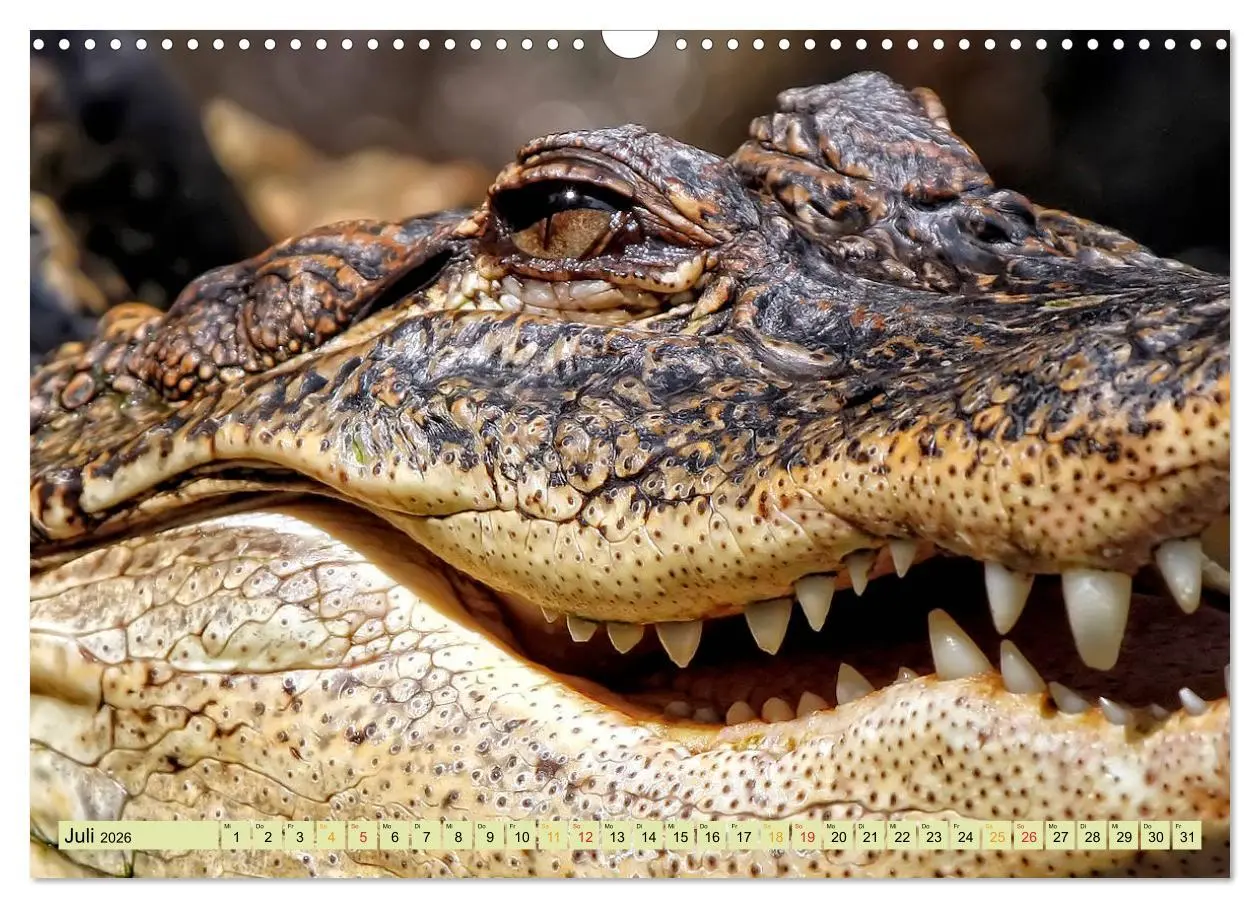 Bild: 9783457852101 | Urzeitreptilien - Krokodil (Wandkalender 2026 DIN A3 quer),...