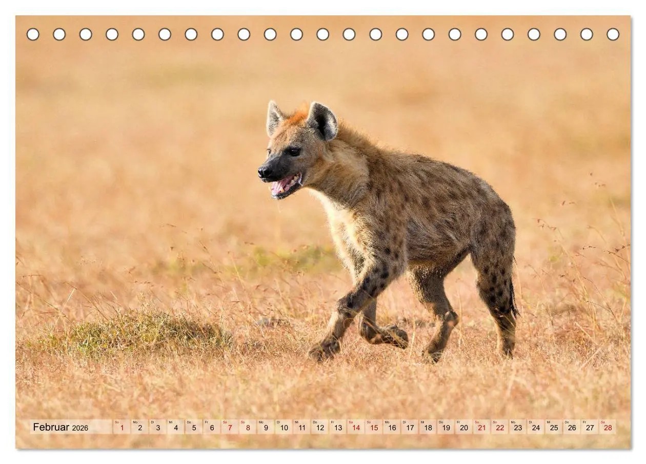 Bild: 9783457692301 | Faszination Afrika: Tüpfel-Hyänen (Tischkalender 2026 DIN A5 quer),...