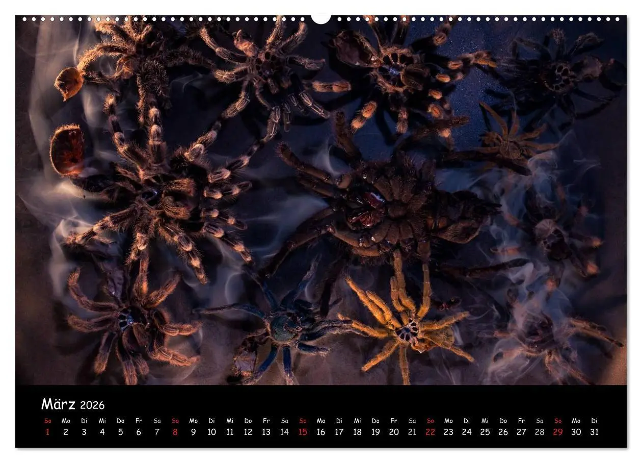 Bild: 9783457992401 | Mystische Vogelspinnen (hochwertiger Premium Wandkalender 2026 DIN...