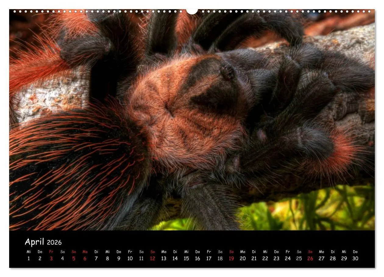 Bild: 9783457992401 | Mystische Vogelspinnen (hochwertiger Premium Wandkalender 2026 DIN...