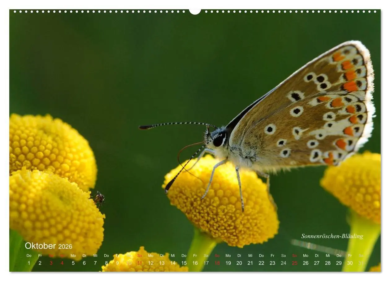 Bild: 9783516082401 | Große und kleine Schmetterlinge (hochwertiger Premium Wandkalender...