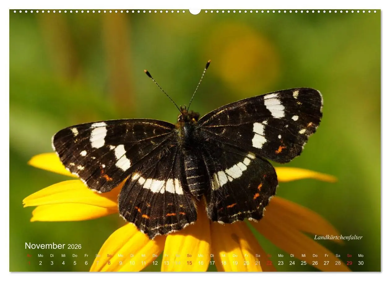 Bild: 9783516082401 | Große und kleine Schmetterlinge (hochwertiger Premium Wandkalender...