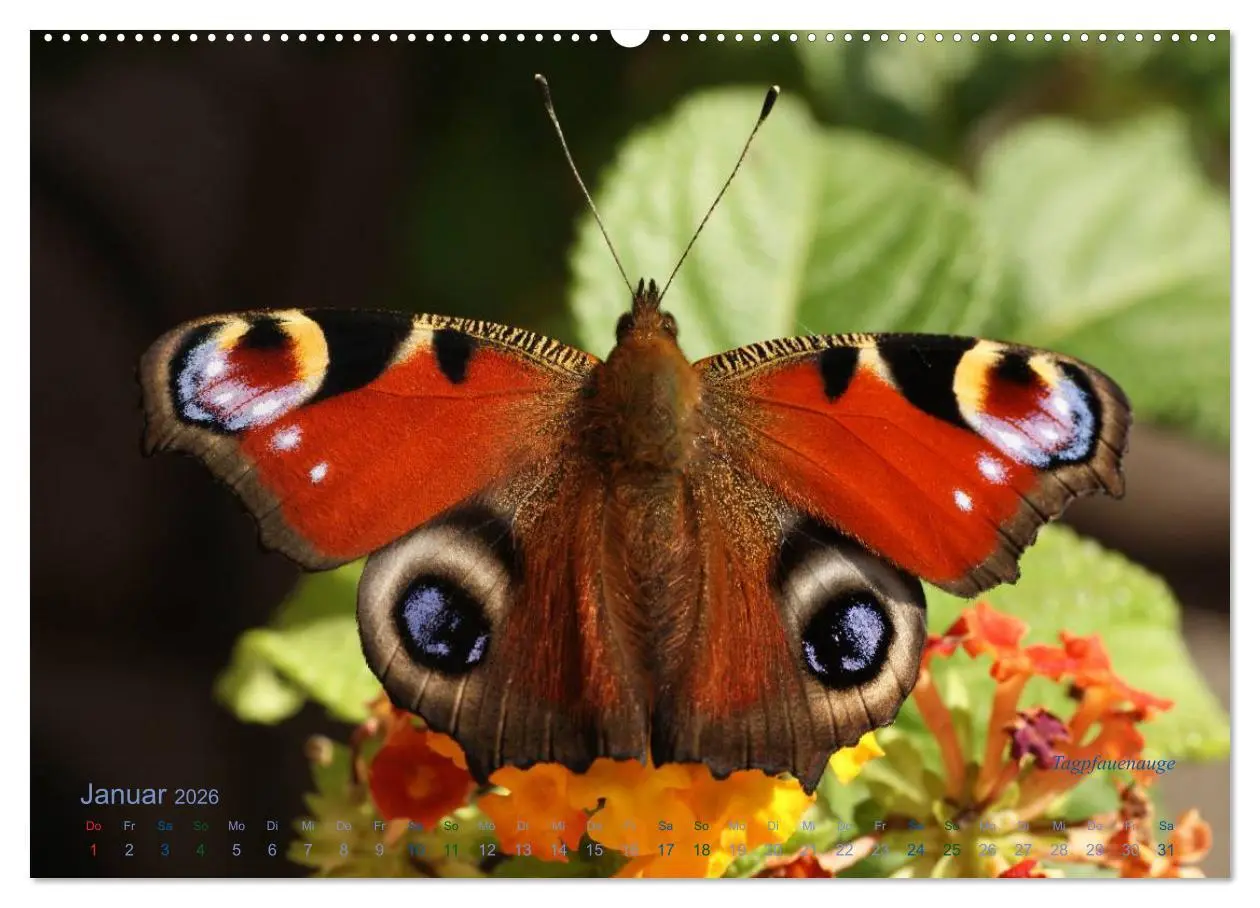 Bild: 9783516082401 | Große und kleine Schmetterlinge (hochwertiger Premium Wandkalender...