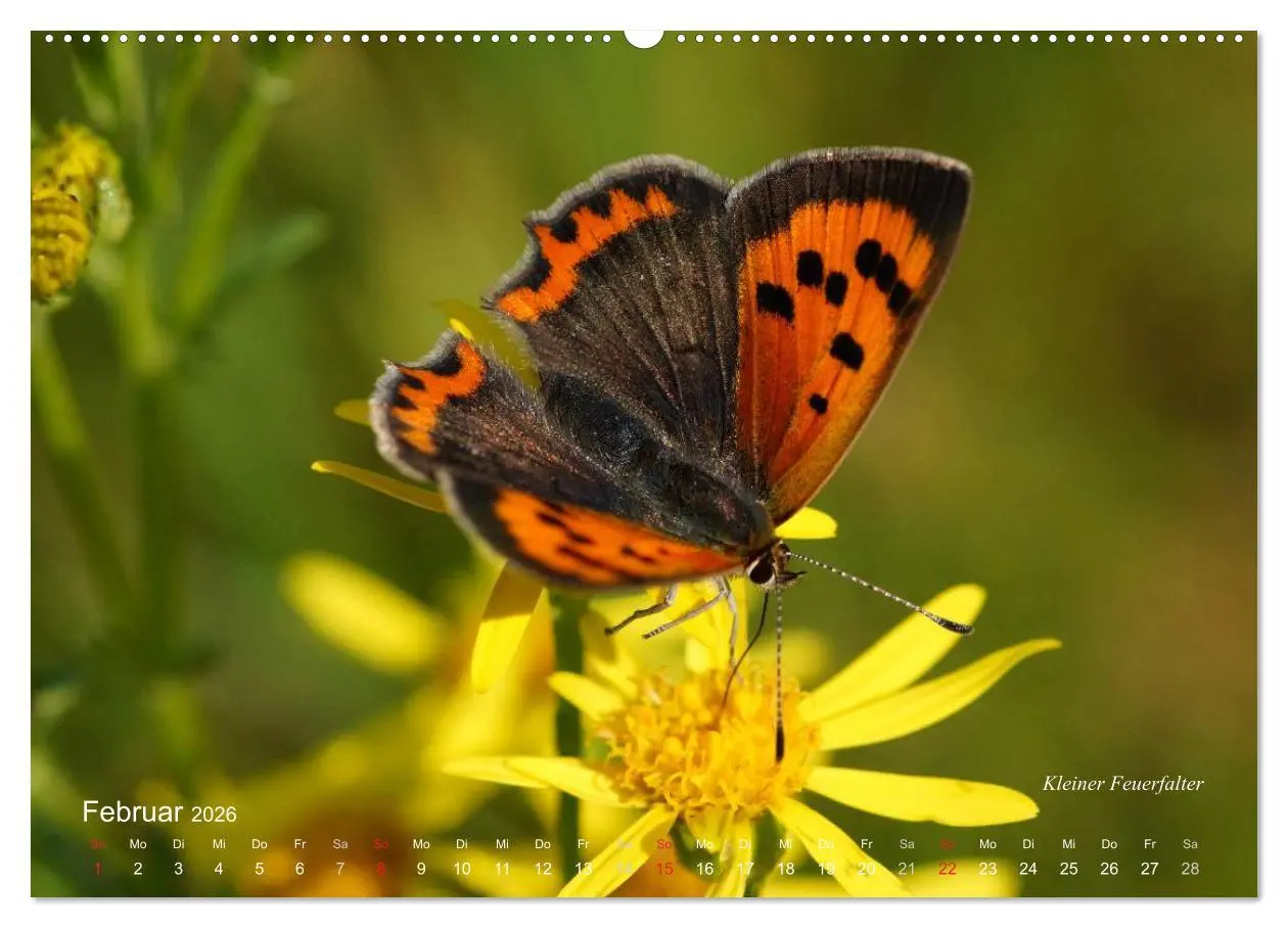 Bild: 9783516082401 | Große und kleine Schmetterlinge (hochwertiger Premium Wandkalender...