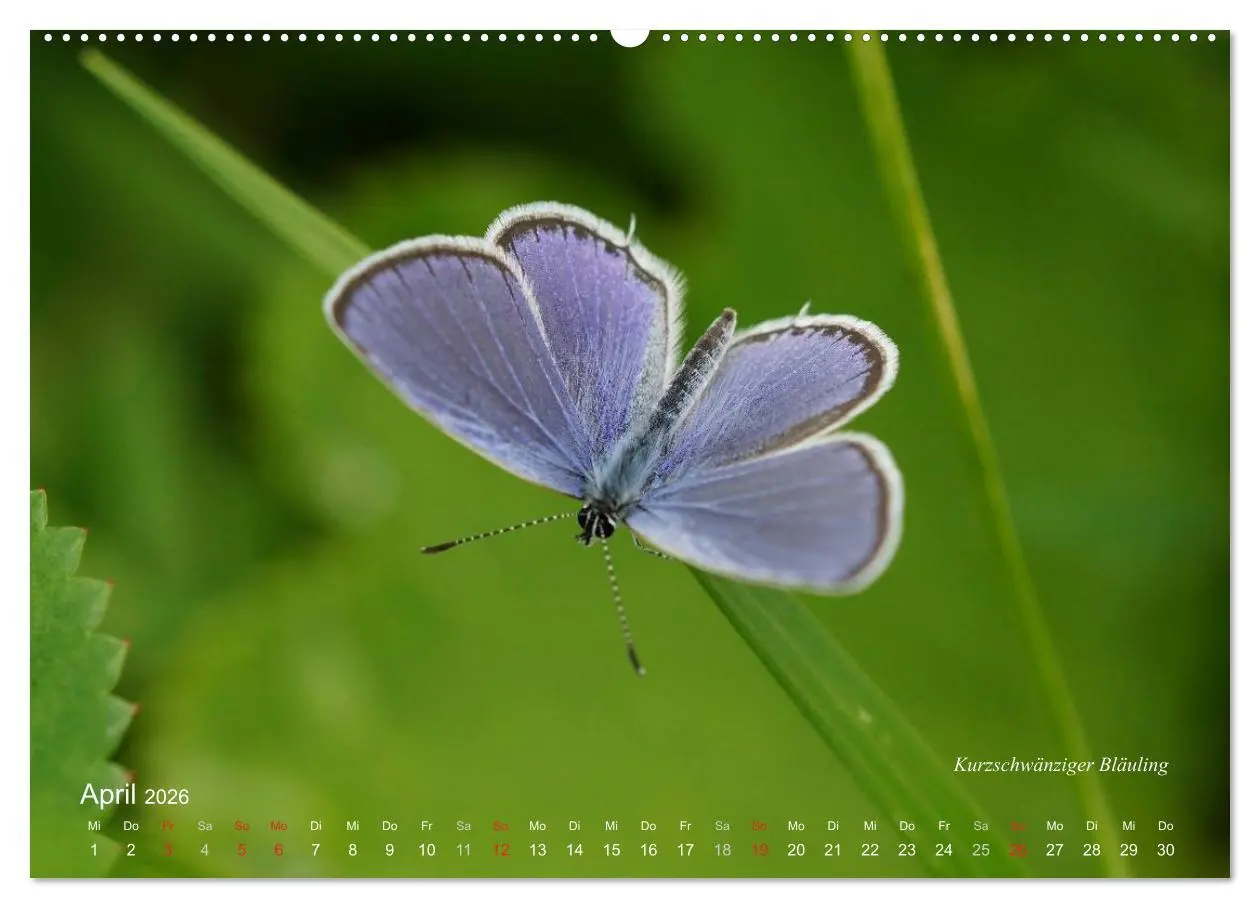 Bild: 9783516082401 | Große und kleine Schmetterlinge (hochwertiger Premium Wandkalender...