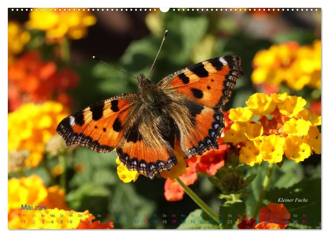 Bild: 9783516082401 | Große und kleine Schmetterlinge (hochwertiger Premium Wandkalender...