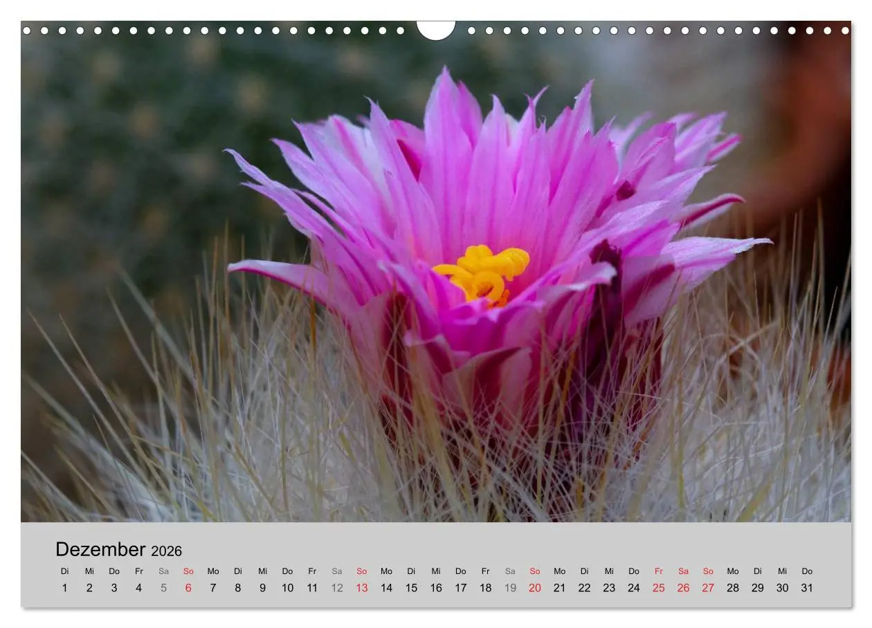 Bild: 9783516072501 | Blütensymphonie - Kakteen und Sukkulenten (Wandkalender 2026 DIN A3...