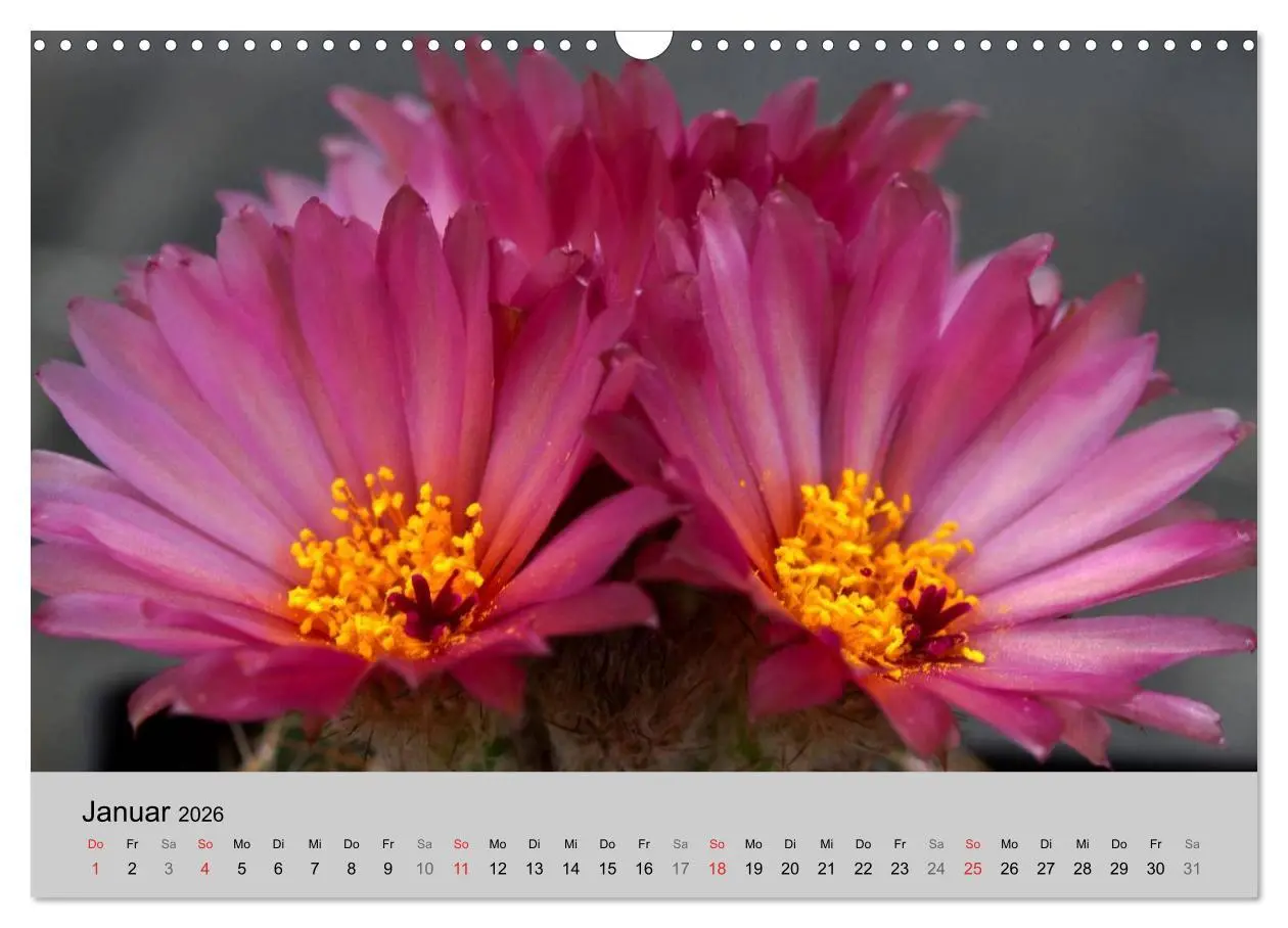 Bild: 9783516072501 | Blütensymphonie - Kakteen und Sukkulenten (Wandkalender 2026 DIN A3...