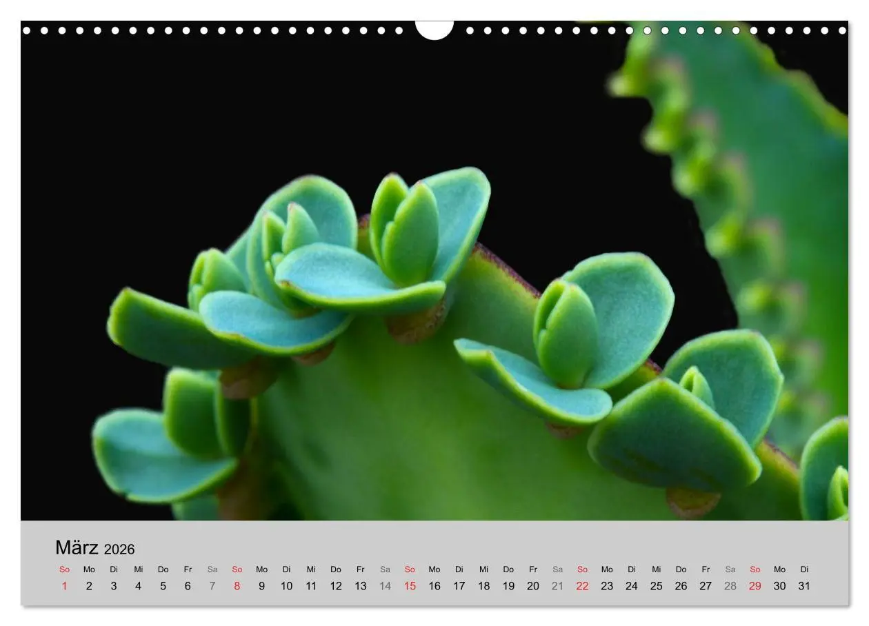 Bild: 9783516072501 | Blütensymphonie - Kakteen und Sukkulenten (Wandkalender 2026 DIN A3...