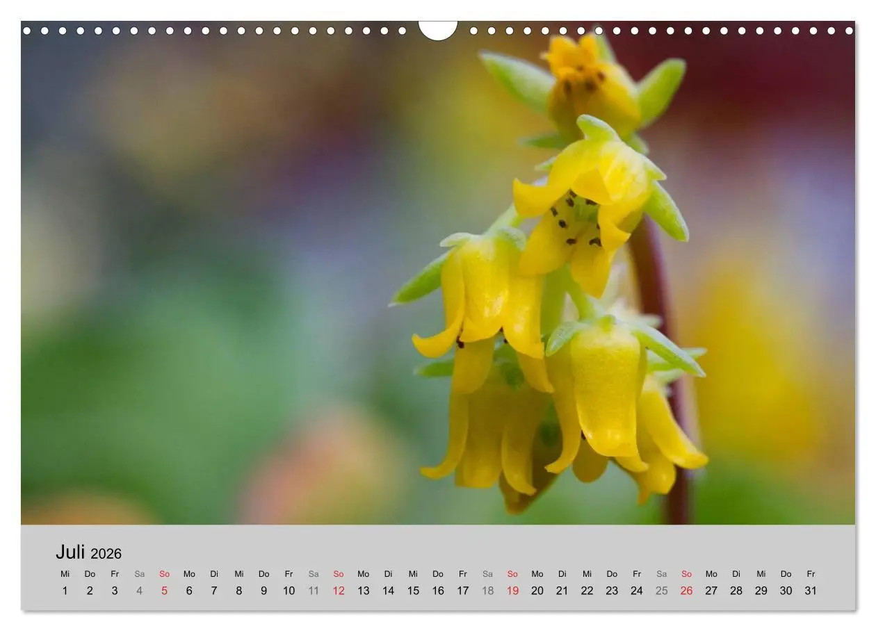 Bild: 9783516072501 | Blütensymphonie - Kakteen und Sukkulenten (Wandkalender 2026 DIN A3...