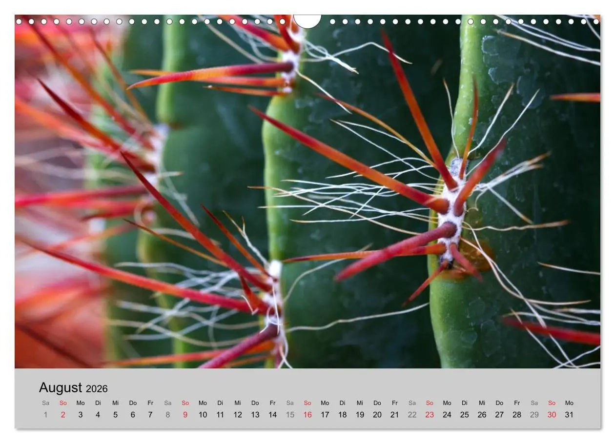 Bild: 9783516072501 | Blütensymphonie - Kakteen und Sukkulenten (Wandkalender 2026 DIN A3...