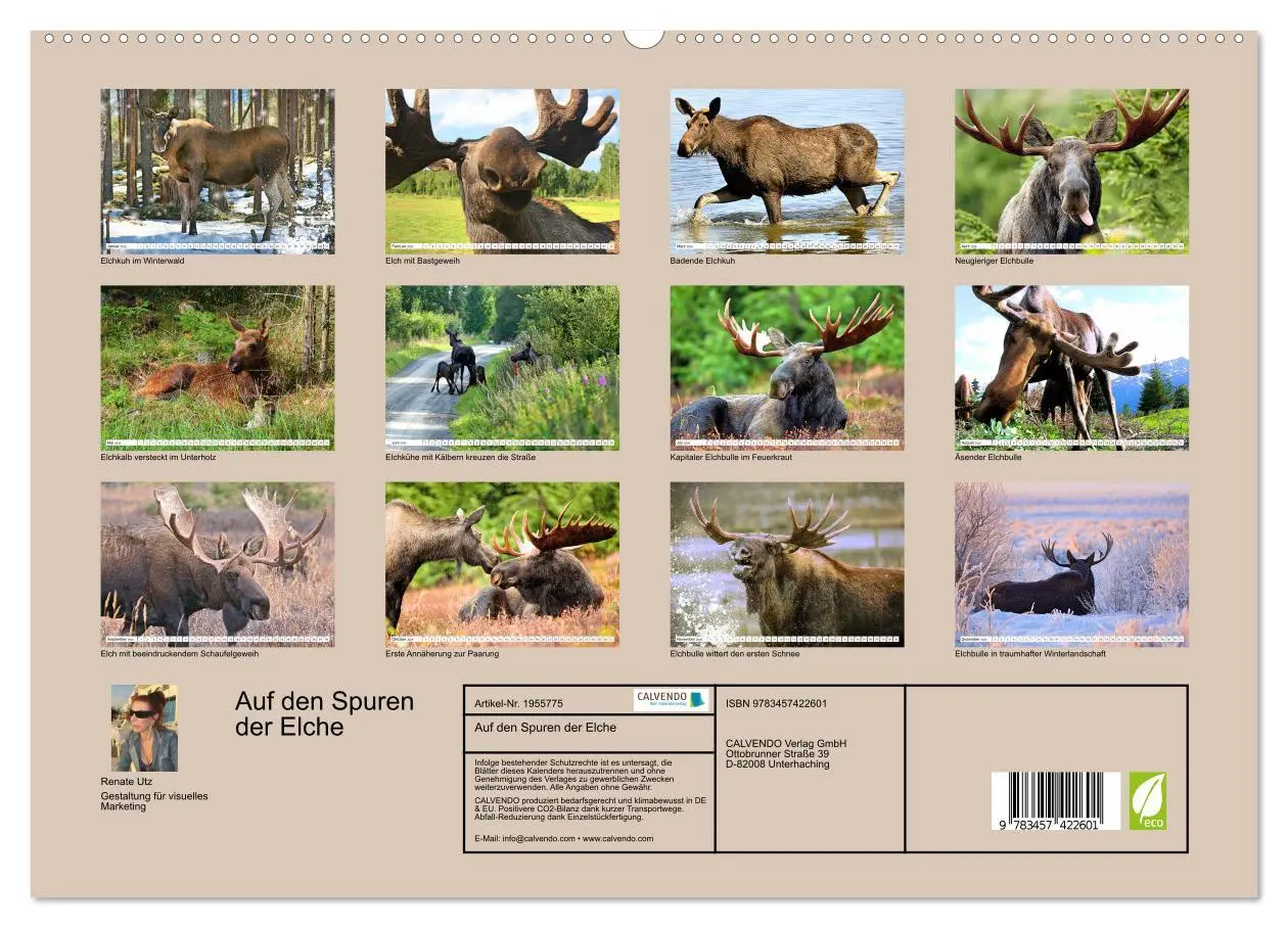 Bild: 9783457422601 | Auf den Spuren der Elche (hochwertiger Premium Wandkalender 2026...