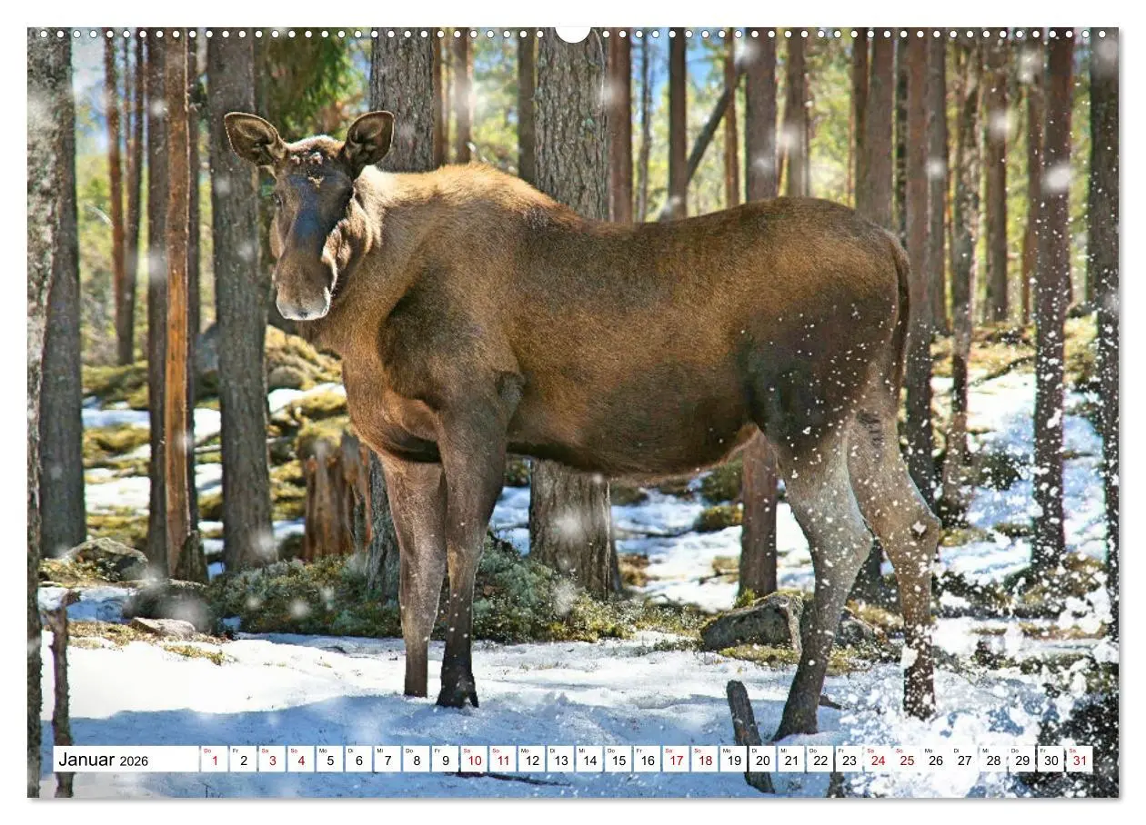 Bild: 9783457422601 | Auf den Spuren der Elche (hochwertiger Premium Wandkalender 2026...