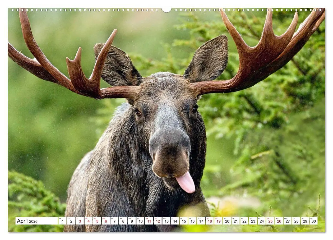 Bild: 9783457422601 | Auf den Spuren der Elche (hochwertiger Premium Wandkalender 2026...