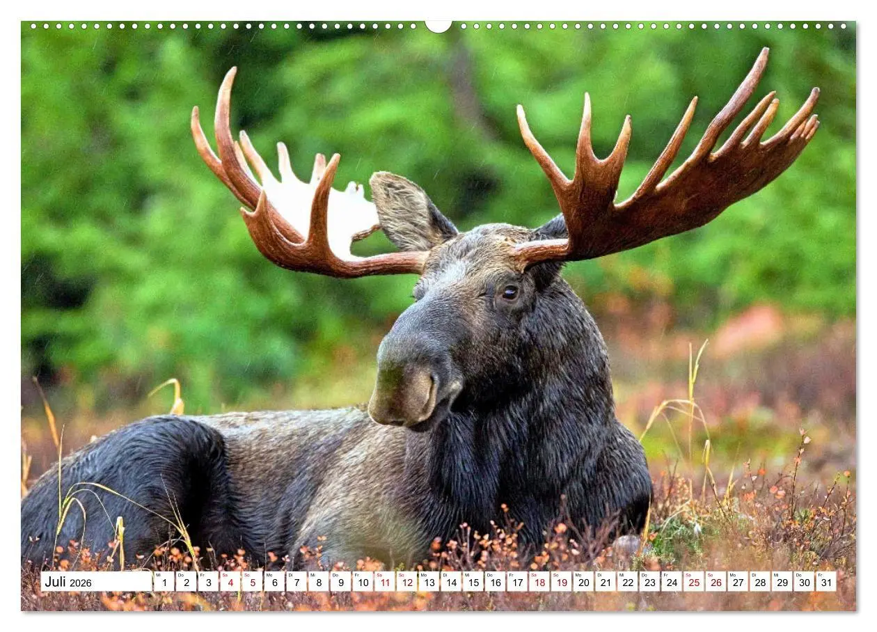 Bild: 9783457422601 | Auf den Spuren der Elche (hochwertiger Premium Wandkalender 2026...