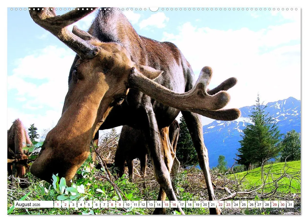 Bild: 9783457422601 | Auf den Spuren der Elche (hochwertiger Premium Wandkalender 2026...