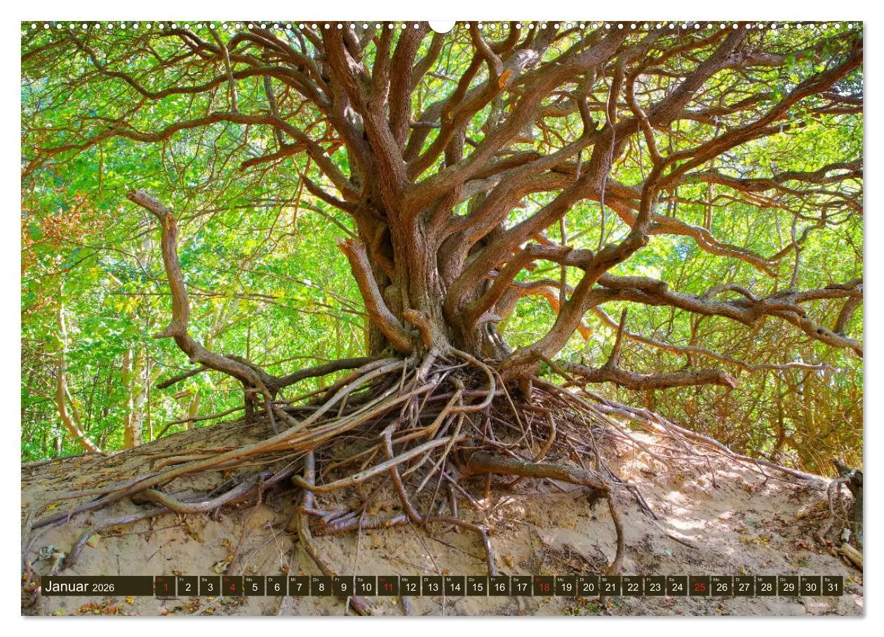 Bild: 9783457802601 | Insel Hiddensee - Dat söte Länneken (Wandkalender 2026 DIN A2...