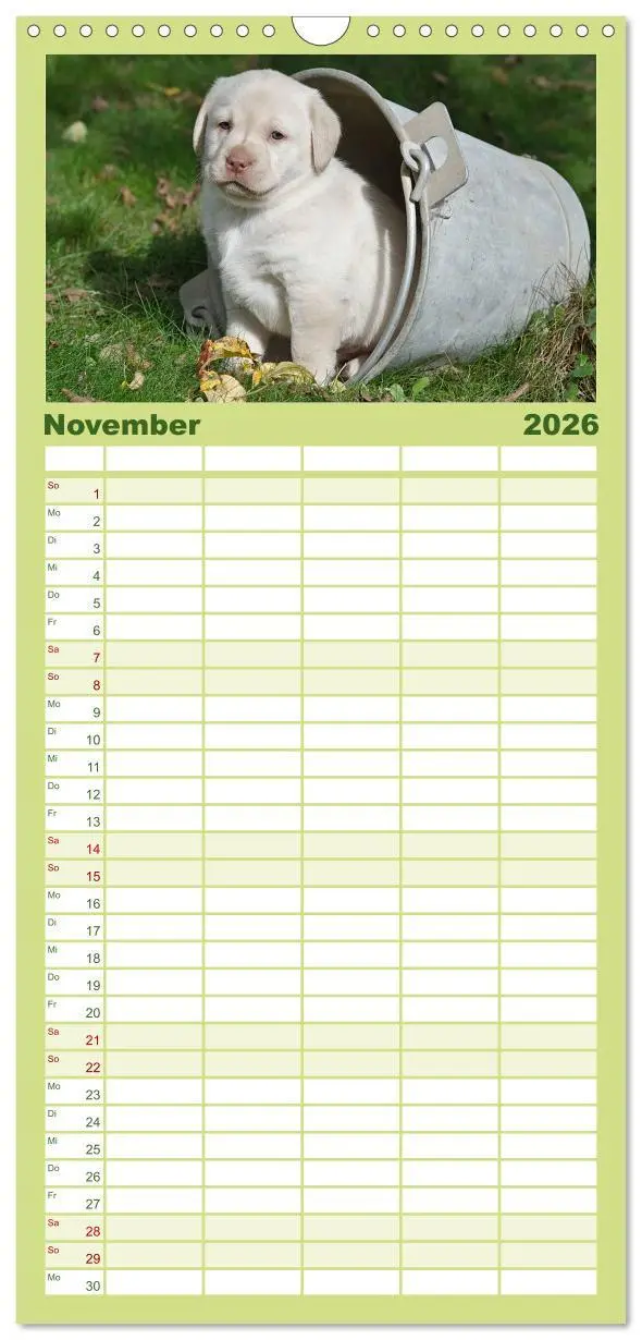 Bild: 9783516512601 | Familienplaner 2026 - Labrador Welpen mit 5 Spalten (Wandkalender,...