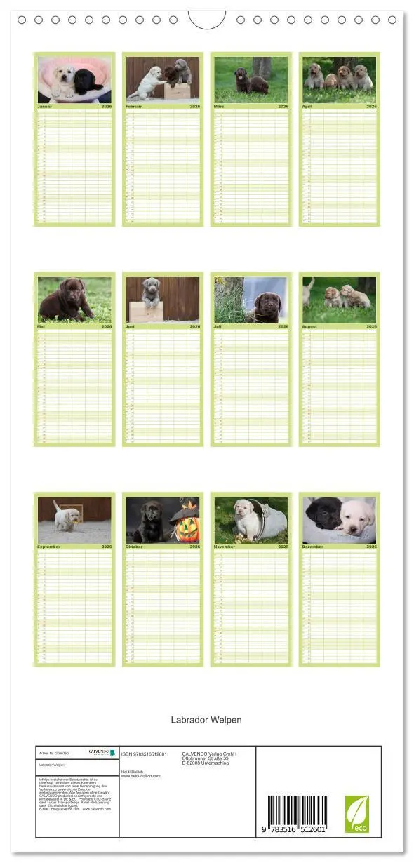 Bild: 9783516512601 | Familienplaner 2026 - Labrador Welpen mit 5 Spalten (Wandkalender,...