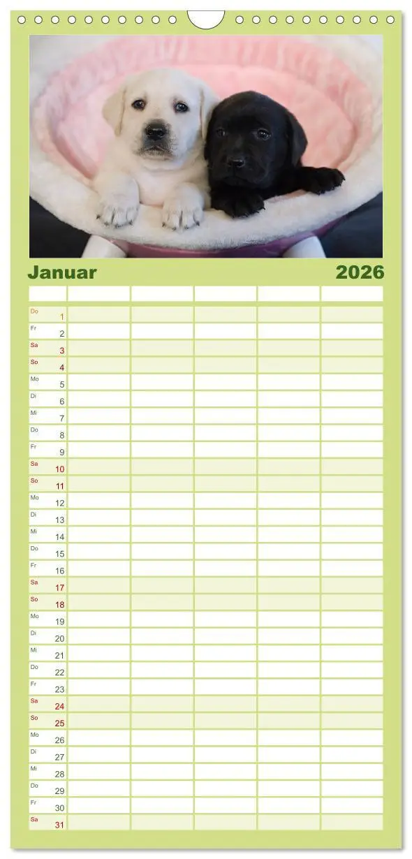 Bild: 9783516512601 | Familienplaner 2026 - Labrador Welpen mit 5 Spalten (Wandkalender,...