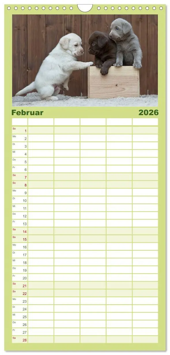 Bild: 9783516512601 | Familienplaner 2026 - Labrador Welpen mit 5 Spalten (Wandkalender,...