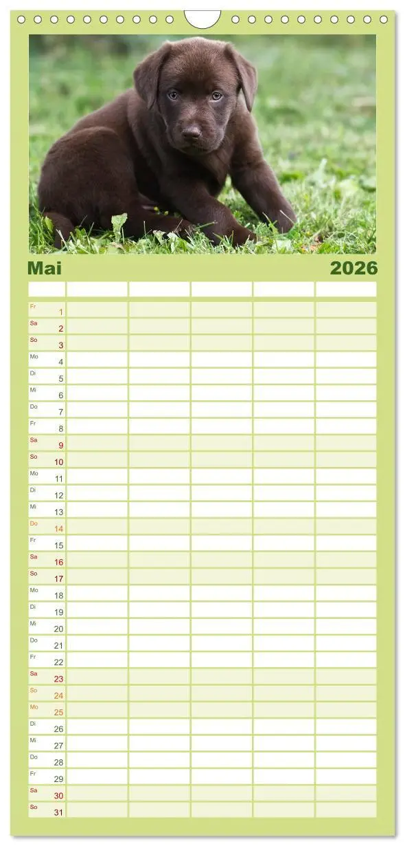 Bild: 9783516512601 | Familienplaner 2026 - Labrador Welpen mit 5 Spalten (Wandkalender,...
