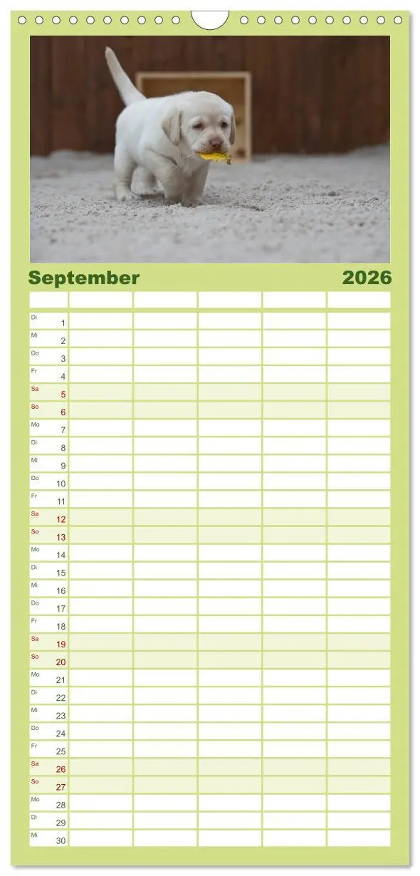 Bild: 9783516512601 | Familienplaner 2026 - Labrador Welpen mit 5 Spalten (Wandkalender,...
