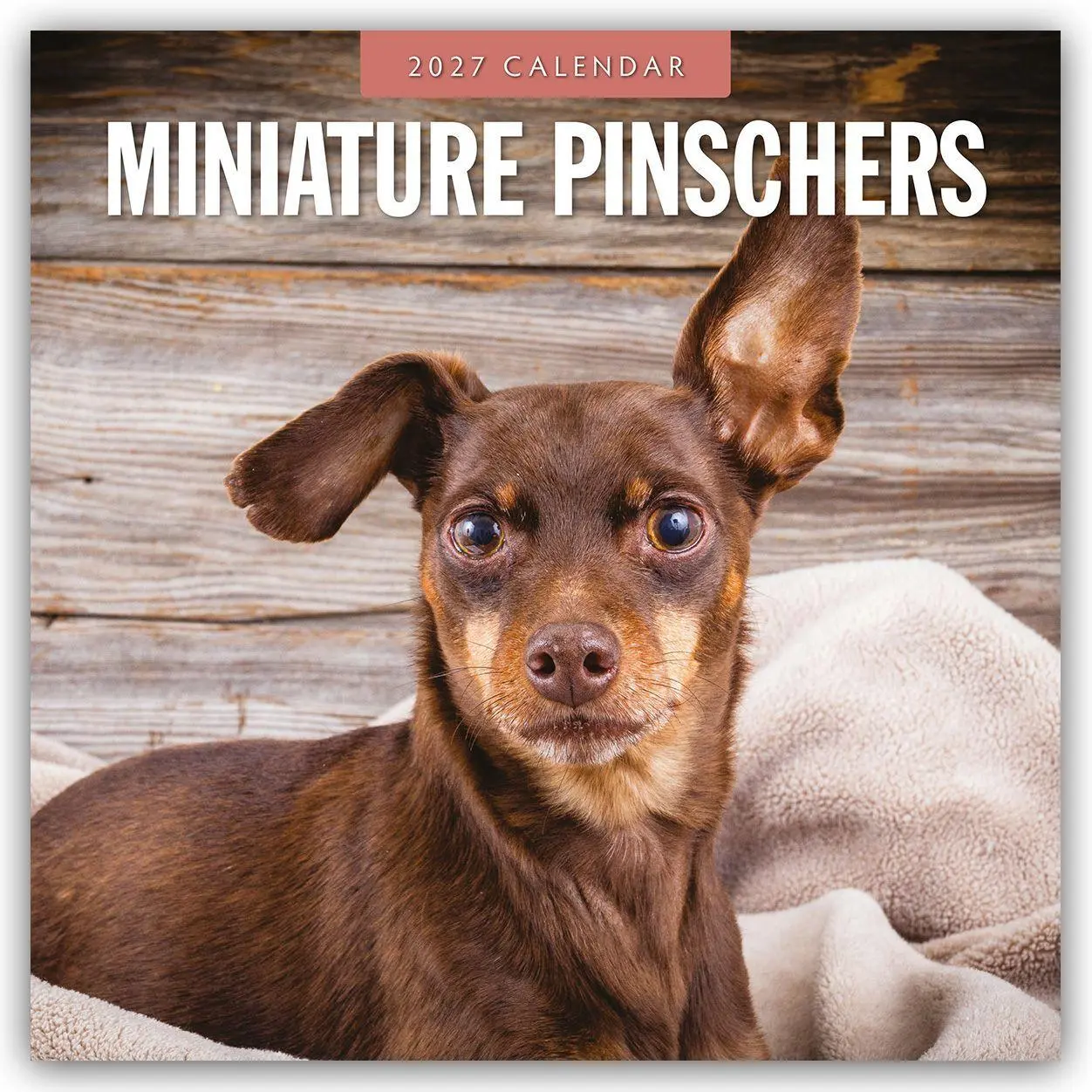 Cover: 9781837012701 | Miniature Pinschers - Zwergpinscher - Rehpinscher 2027 -...