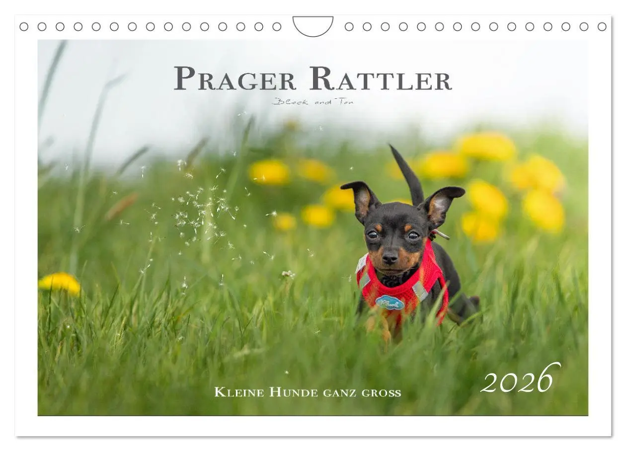 Cover: 9783457652701 | Prager Rattler - Black and Tan - Kleine Hunde ganz groß...