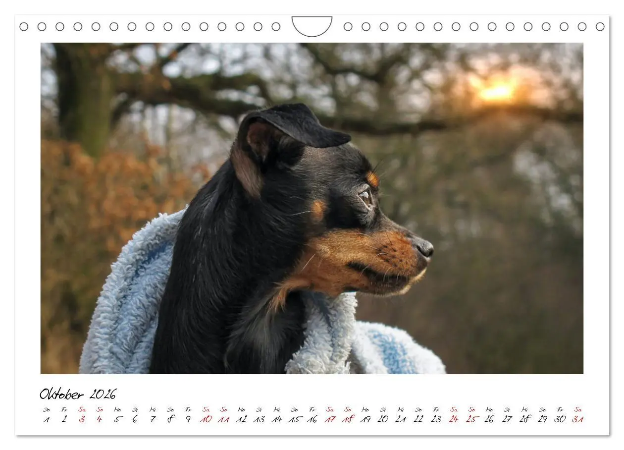 Bild: 9783457652701 | Prager Rattler - Black and Tan - Kleine Hunde ganz groß...