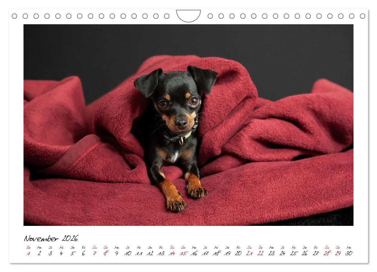 Bild: 9783457652701 | Prager Rattler - Black and Tan - Kleine Hunde ganz groß...