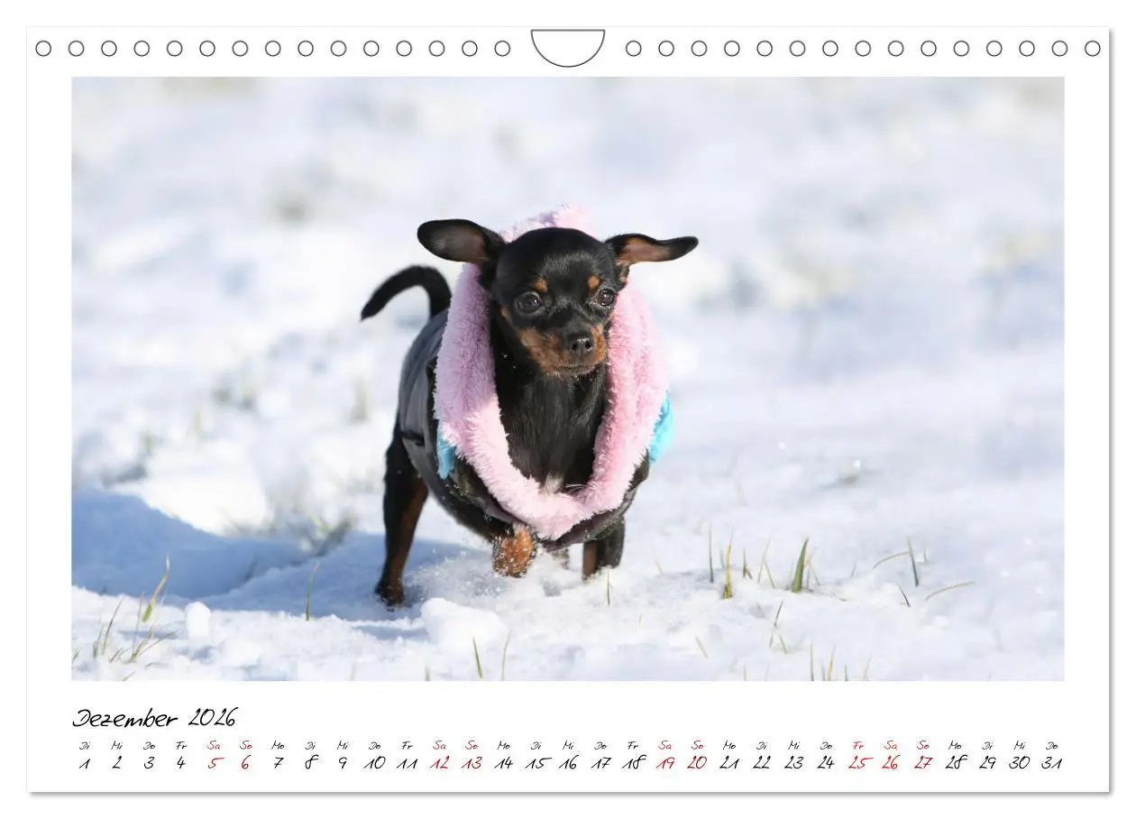 Bild: 9783457652701 | Prager Rattler - Black and Tan - Kleine Hunde ganz groß...