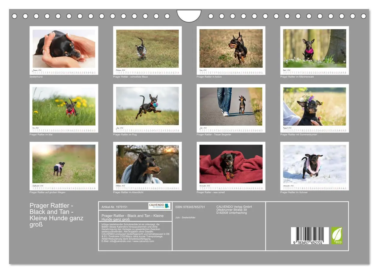 Bild: 9783457652701 | Prager Rattler - Black and Tan - Kleine Hunde ganz groß...