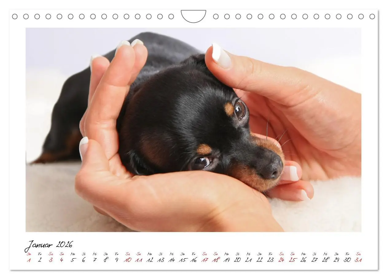 Bild: 9783457652701 | Prager Rattler - Black and Tan - Kleine Hunde ganz groß...