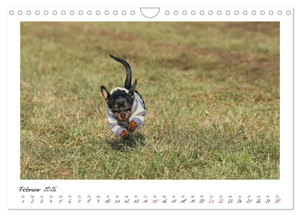 Bild: 9783457652701 | Prager Rattler - Black and Tan - Kleine Hunde ganz groß...