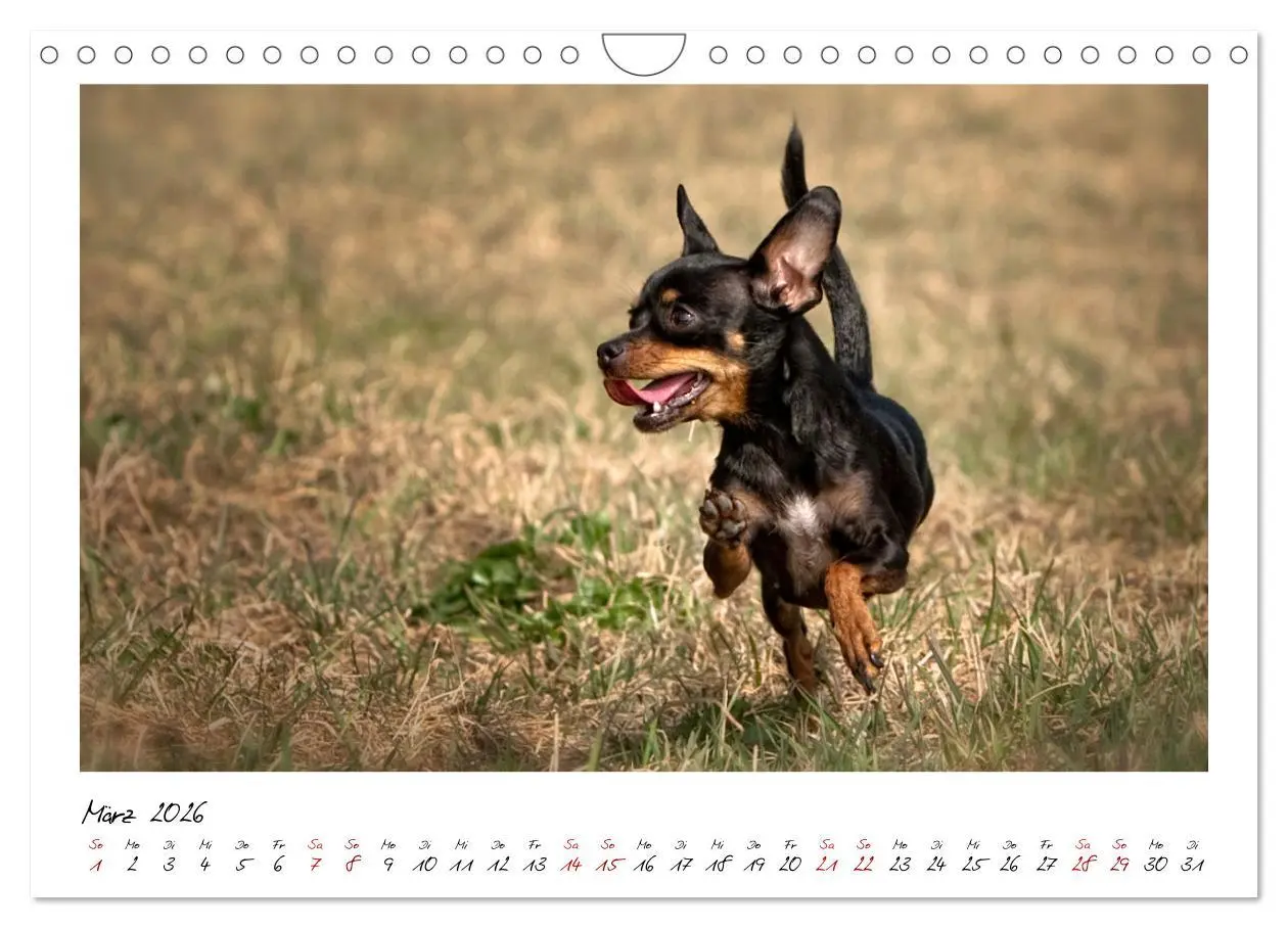 Bild: 9783457652701 | Prager Rattler - Black and Tan - Kleine Hunde ganz groß...