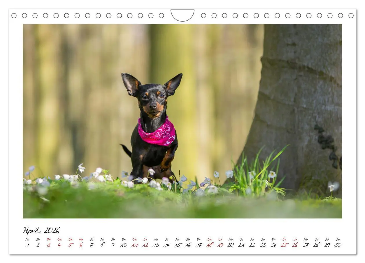 Bild: 9783457652701 | Prager Rattler - Black and Tan - Kleine Hunde ganz groß...