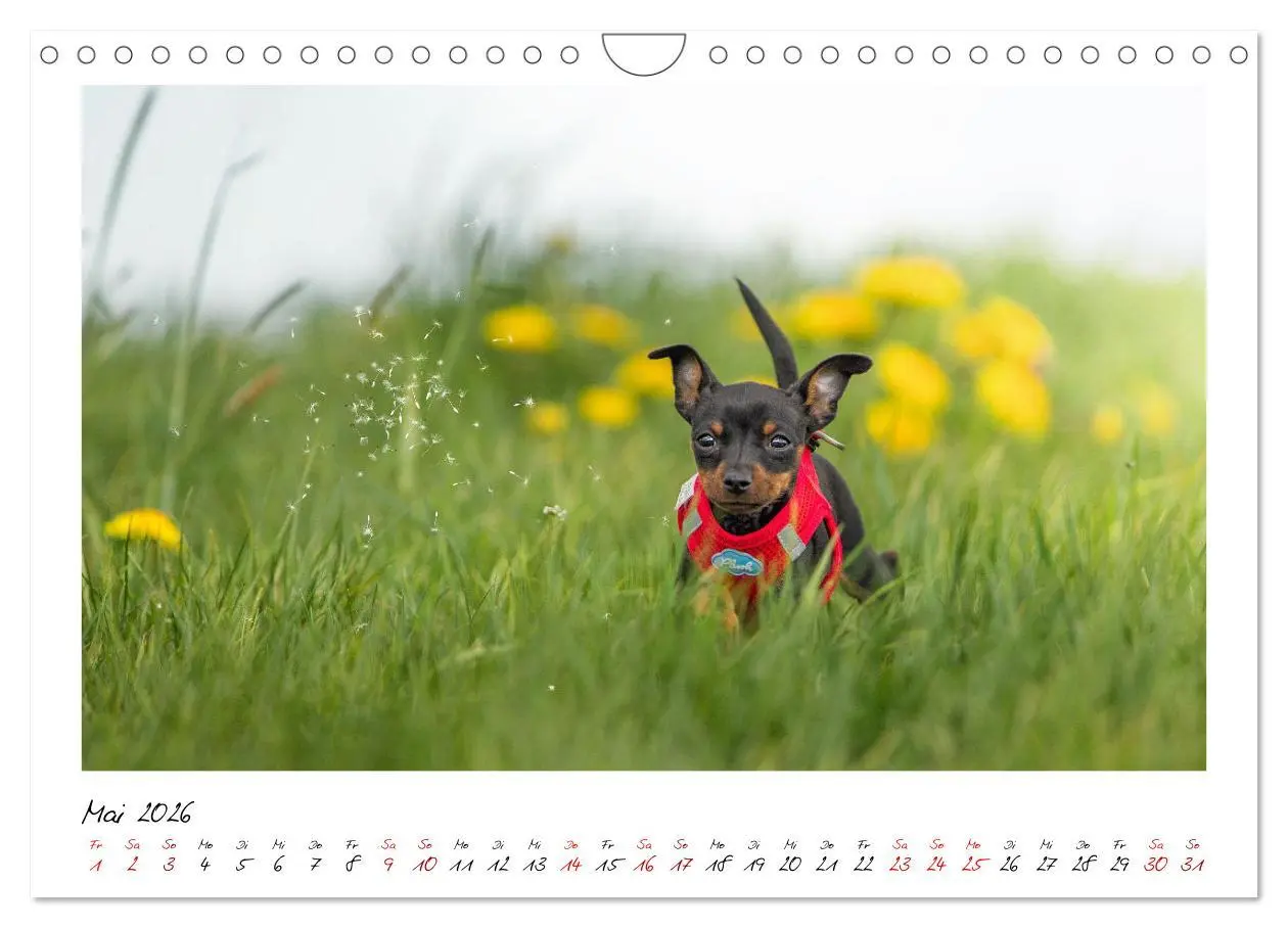 Bild: 9783457652701 | Prager Rattler - Black and Tan - Kleine Hunde ganz groß...