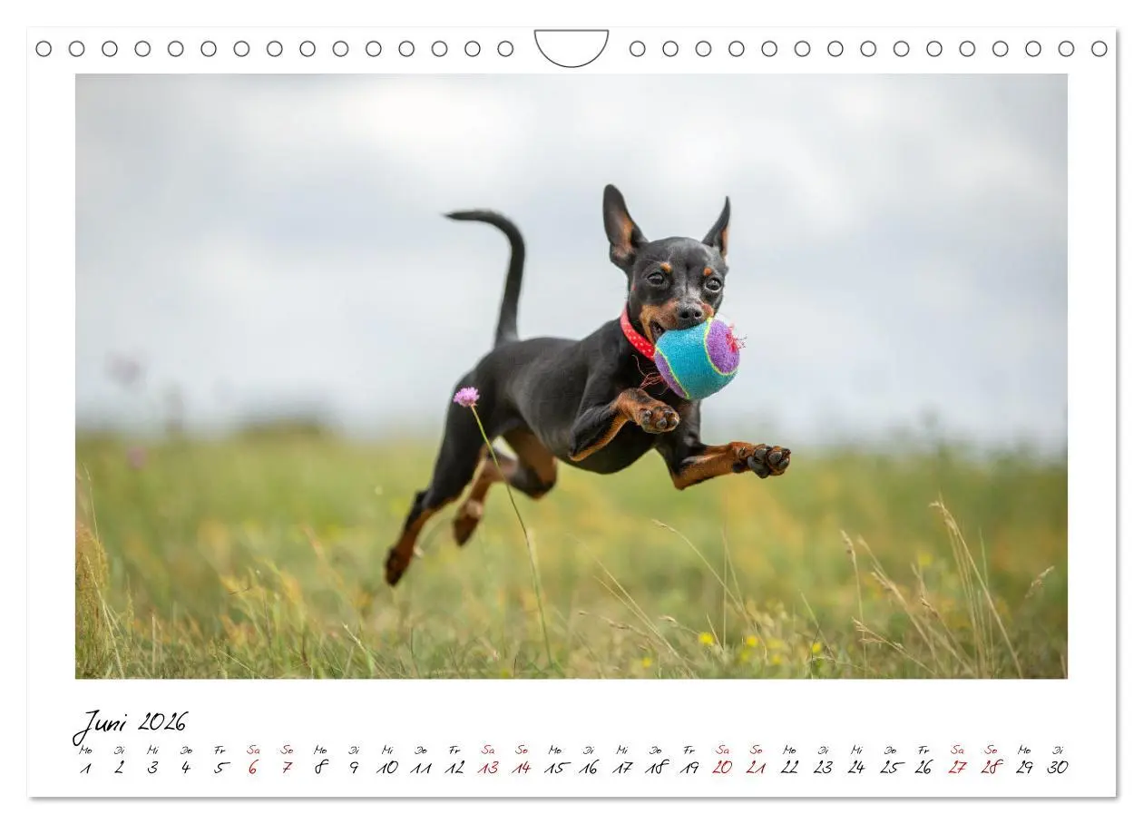 Bild: 9783457652701 | Prager Rattler - Black and Tan - Kleine Hunde ganz groß...