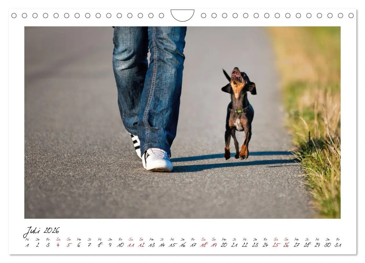 Bild: 9783457652701 | Prager Rattler - Black and Tan - Kleine Hunde ganz groß...