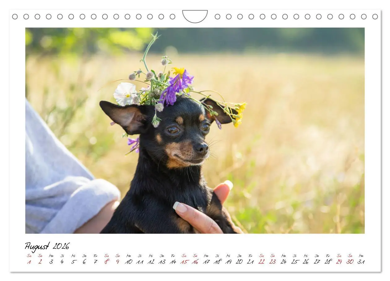 Bild: 9783457652701 | Prager Rattler - Black and Tan - Kleine Hunde ganz groß...