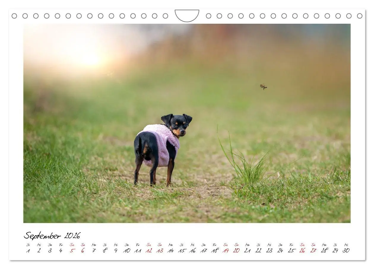 Bild: 9783457652701 | Prager Rattler - Black and Tan - Kleine Hunde ganz groß...