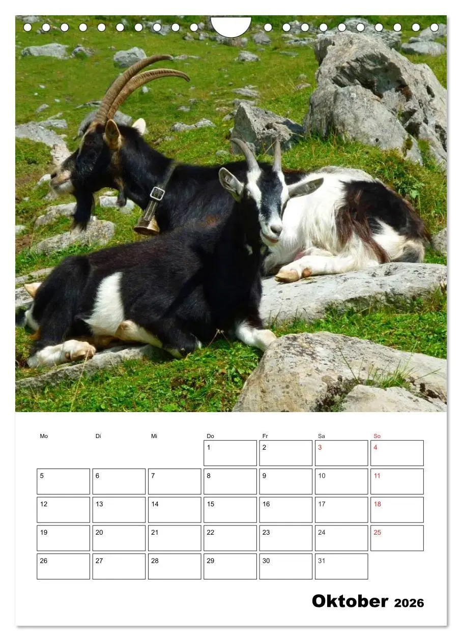 Bild: 9783516432701 | Ziegen Terminplaner (Wandkalender 2026 DIN A4 hoch), CALVENDO...